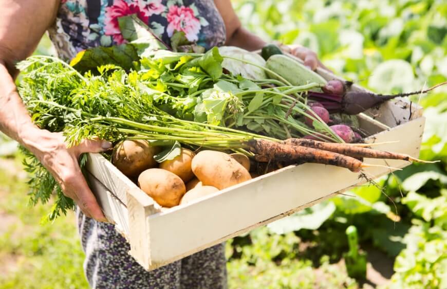 ahsap kasada fresh organik lokal sebzeler patates havuc tasiyan kadin